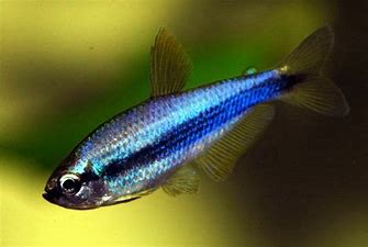 Tetra - Blue Kerri - QUANTITY OF 3